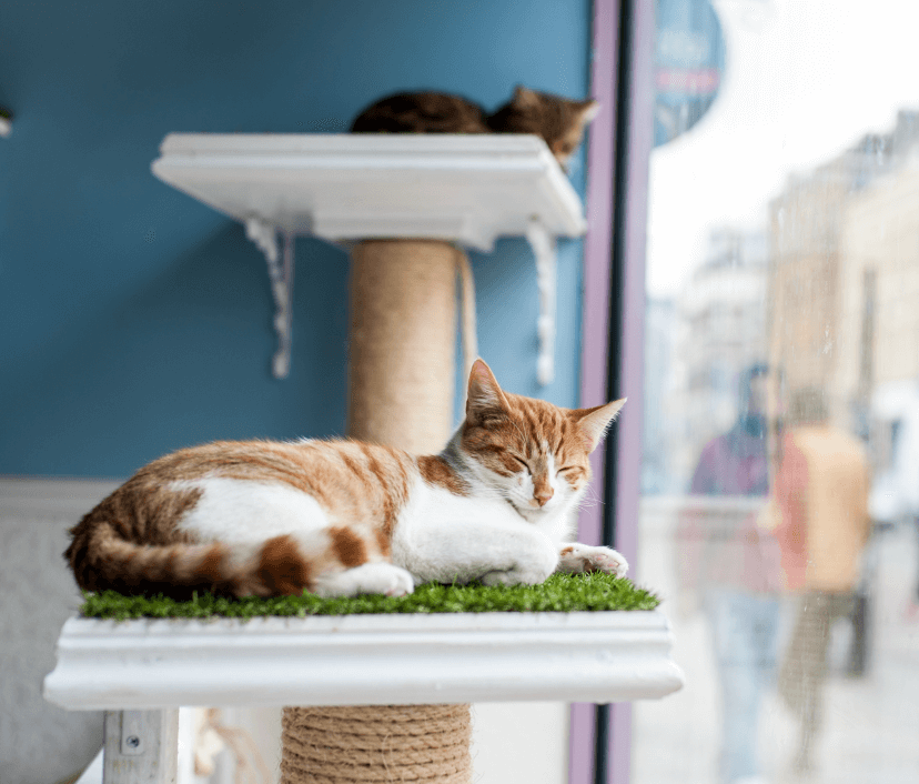 London Cat Cafes 5 Great Cafes With Cats You Can Cuddle
