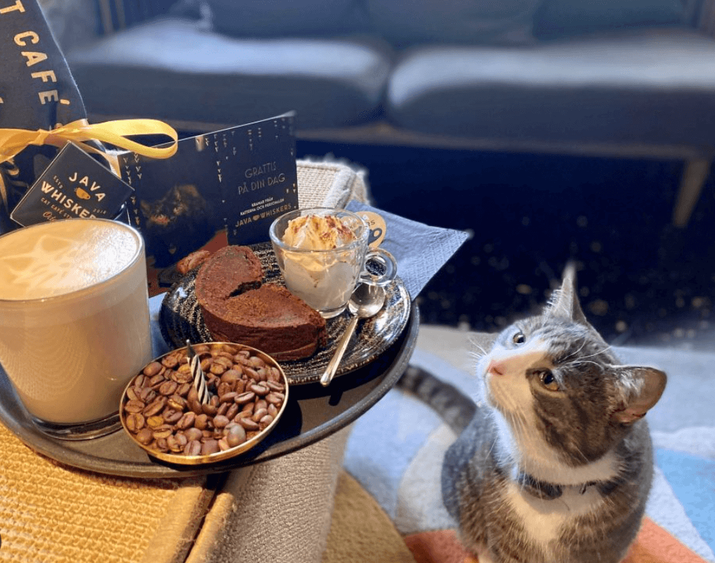 London Cat Cafes 5 Great Cafes With Cats You Can Cuddle